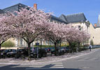 cerisiers cerisiers