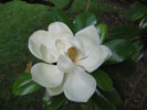 magnolia magnolia