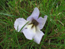 paulownia paulownia