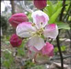 pommier pommier