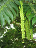 pterocarya pterocarya