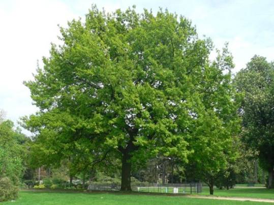 Quercus pubescens (Chêne pubescent)