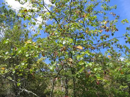 sorbus torminalis