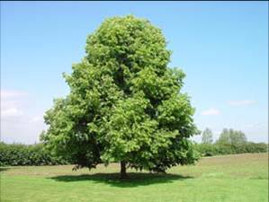 Tilia cordata (Tilleul)